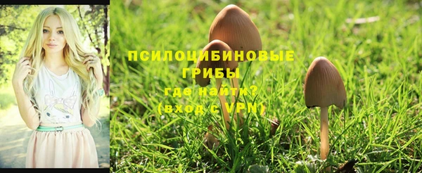 шишки Магас